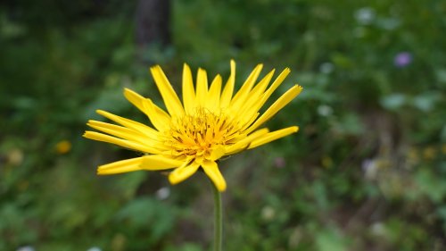 Oosterse morgenster voor Sterre Flora van Nederland 2024