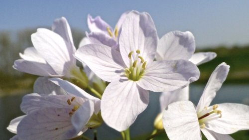 Pinksterbloemen Flora van Nederland