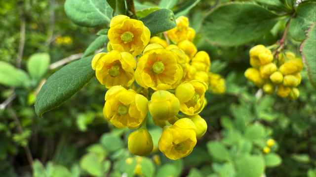 Zuurbes - Berberis vulgaris