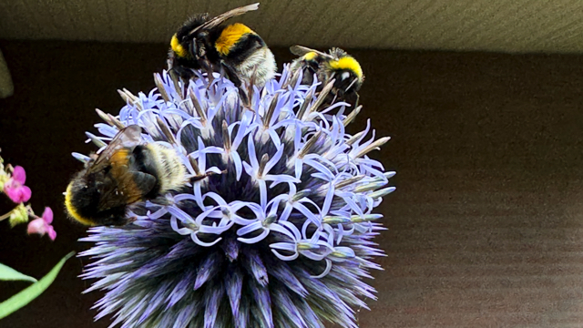 Beklierde kogeldistel - Echinops sphaerocephalus