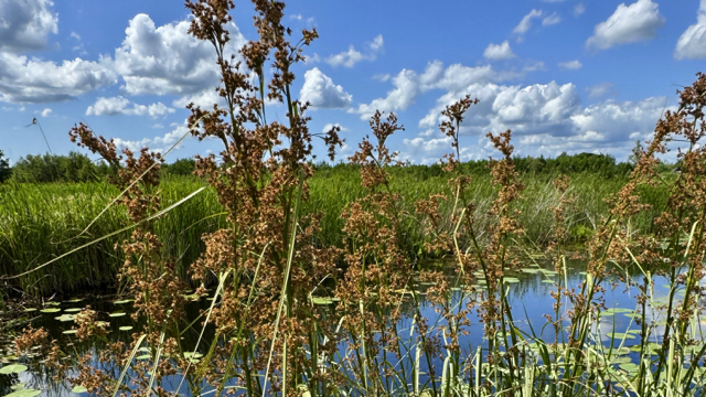 Galigaan - Cladium mariscus