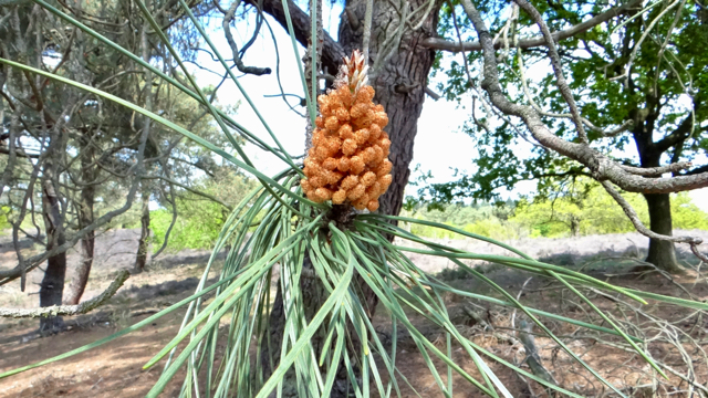 Zeeden - Pinus pinaster