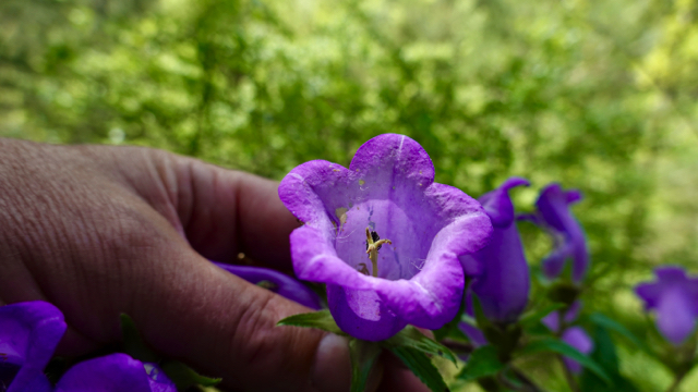 Mariëtteklokje - Campanula medium