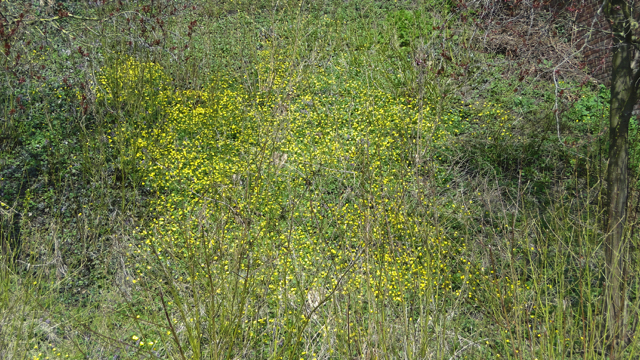 Gele kornoelje - Cornus mas
