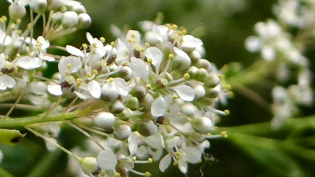 Peperkers - Lepidium latifolium