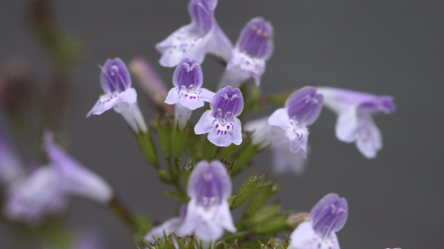 Berggamander - Teucrium montanum