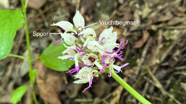 Aapjesorchis - Orchis simia