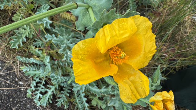 Gele hoornpapaver - Glaucium flavum