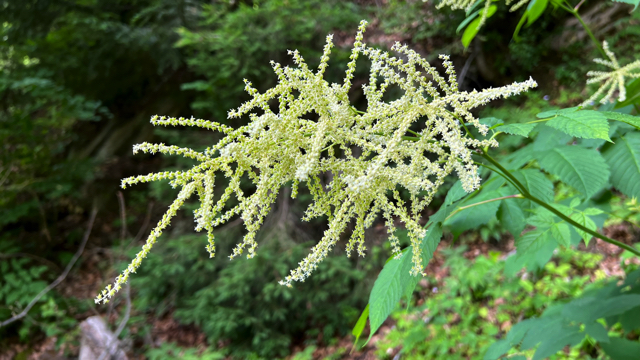 Geitenbaard - Aruncus dioicus