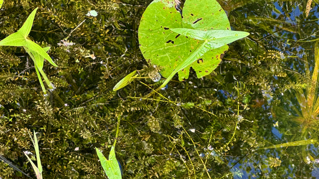 Brede waterpest - Elodea canadensis