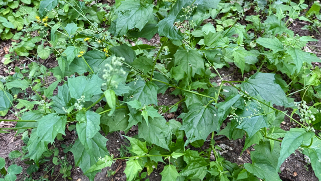 Esdoornganzenvoet - Chenopodiastrum hybridum