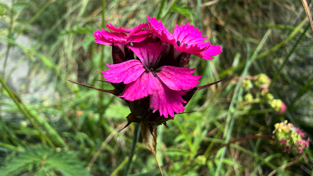 Kartuizer anjer - Dianthus carthusianorum