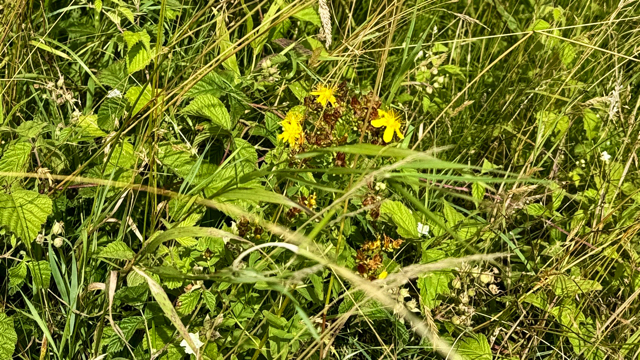 Kantig hertshooi - Hypericum maculatum s. obtusiusculum