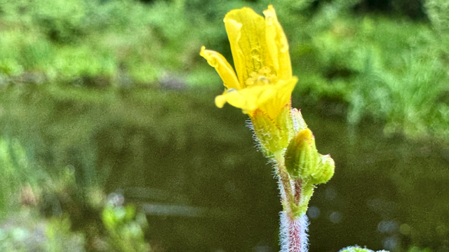 Moerashertshooi - Hypericum elodes