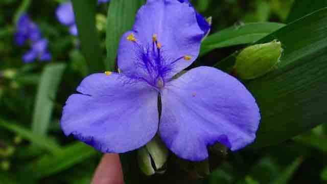 Eendagsbloem - Tradescantia virginiana