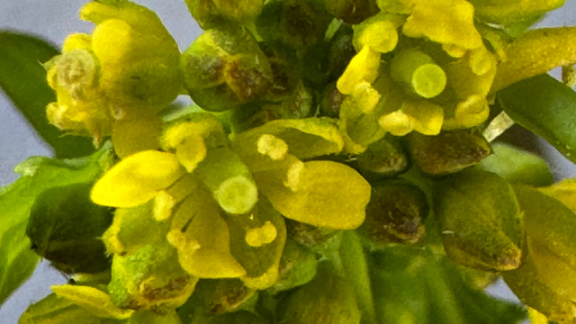 Moeraskers - Rorippa palustris