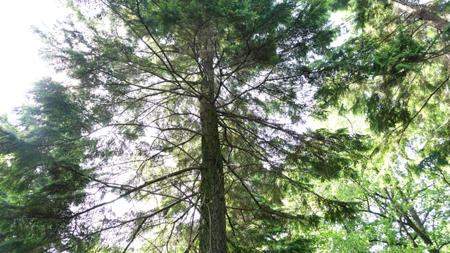 Westelijke hemlockspar - Tsuga heterophylla