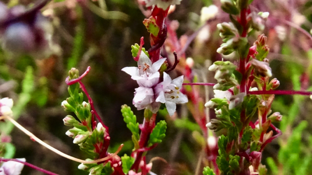 Klein warkruid - Cuscuta epithymum