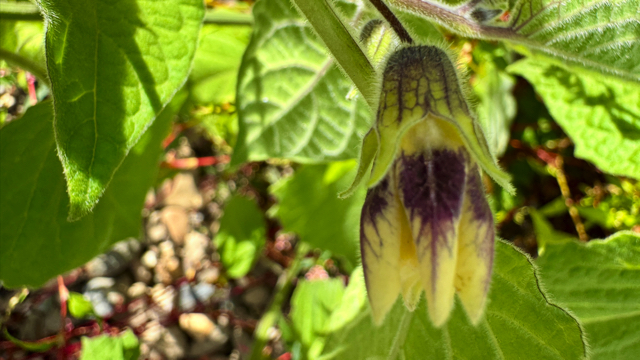 Goudbes - Physalis peruviana