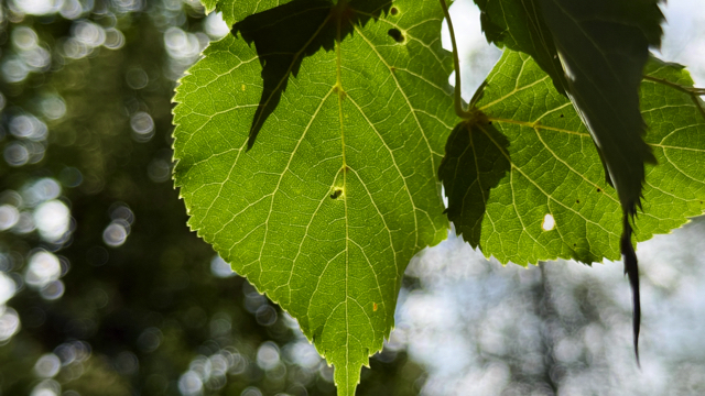 Winterlinde - Tilia cordata