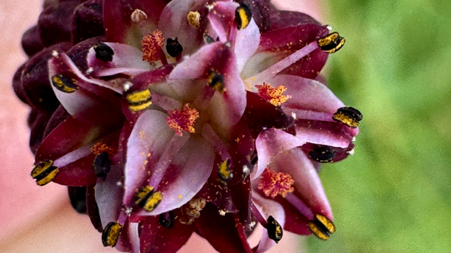 Grote pimpernel - Sanguisorba officinalis