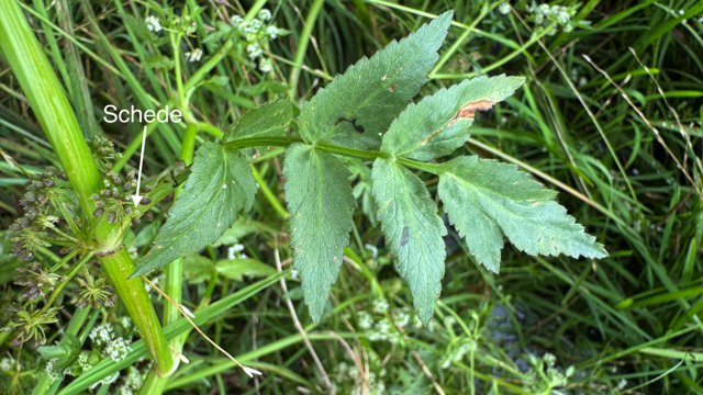 Groot moerasscherm - Helosciadium nodiflorum