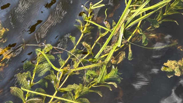 Doorgroeid fonteinkruid - Potamogeton perfoliatus