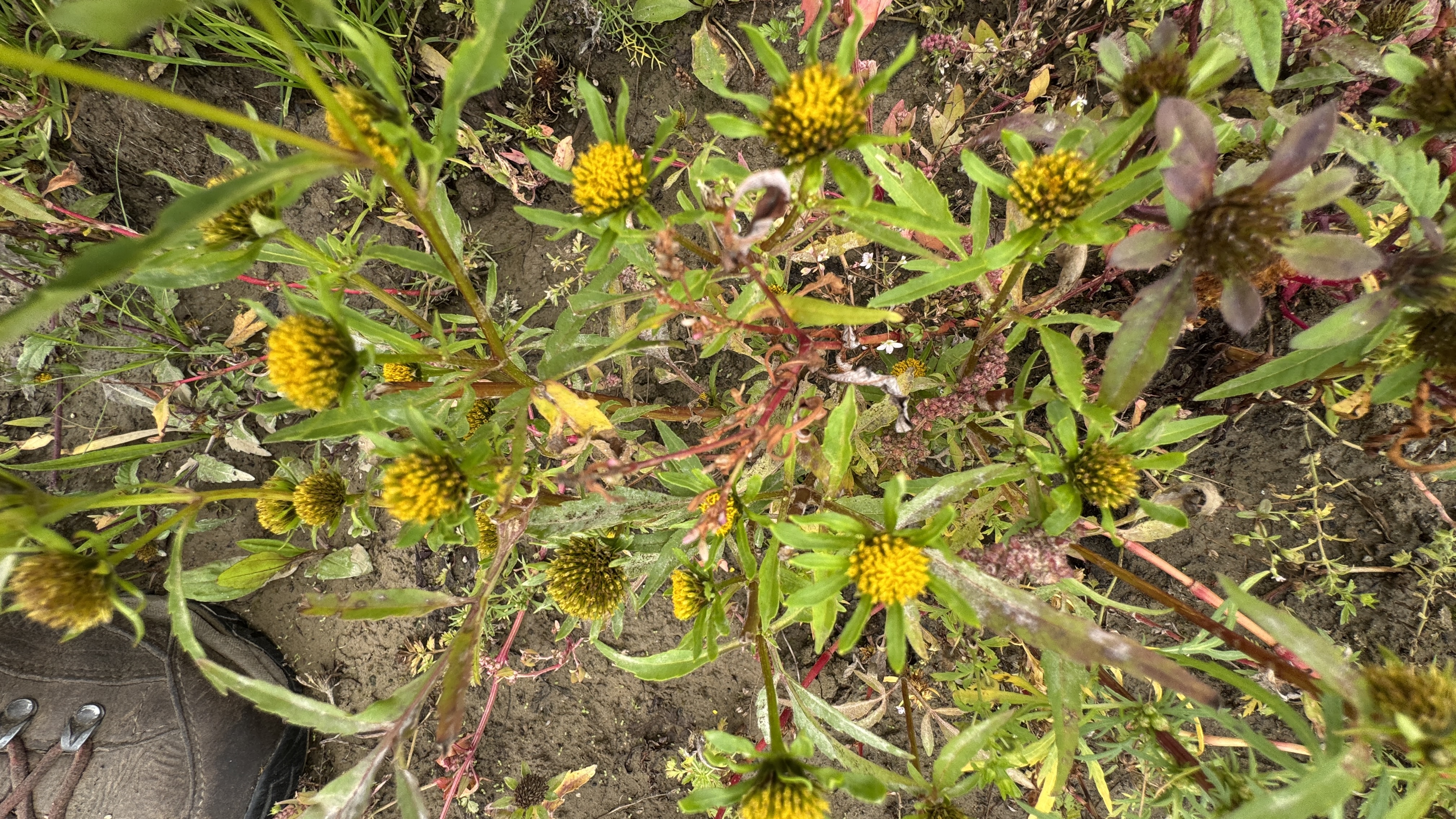Riviertandzaad - Bidens radiata