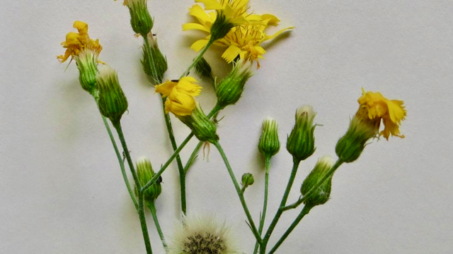 Dicht havikskruid - Hieracium sectie Vulgata