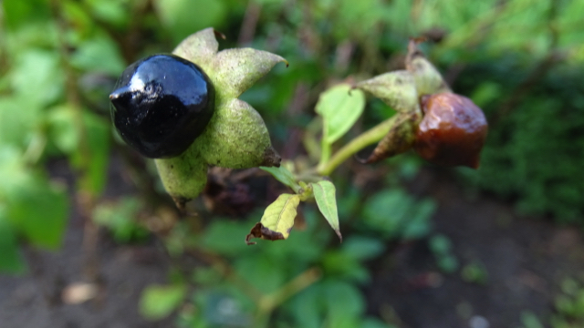 Wolfskers - Atropa bella-donna