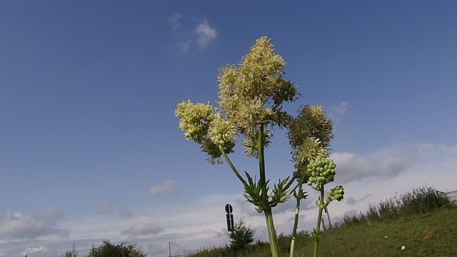 Poelruit - Thalictrum flavum