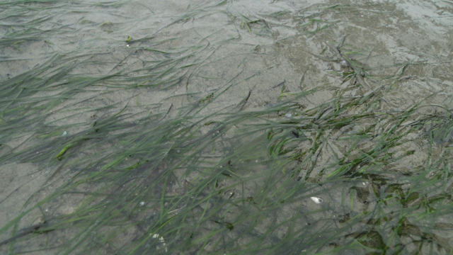 Klein zeegras - Zostera noltei