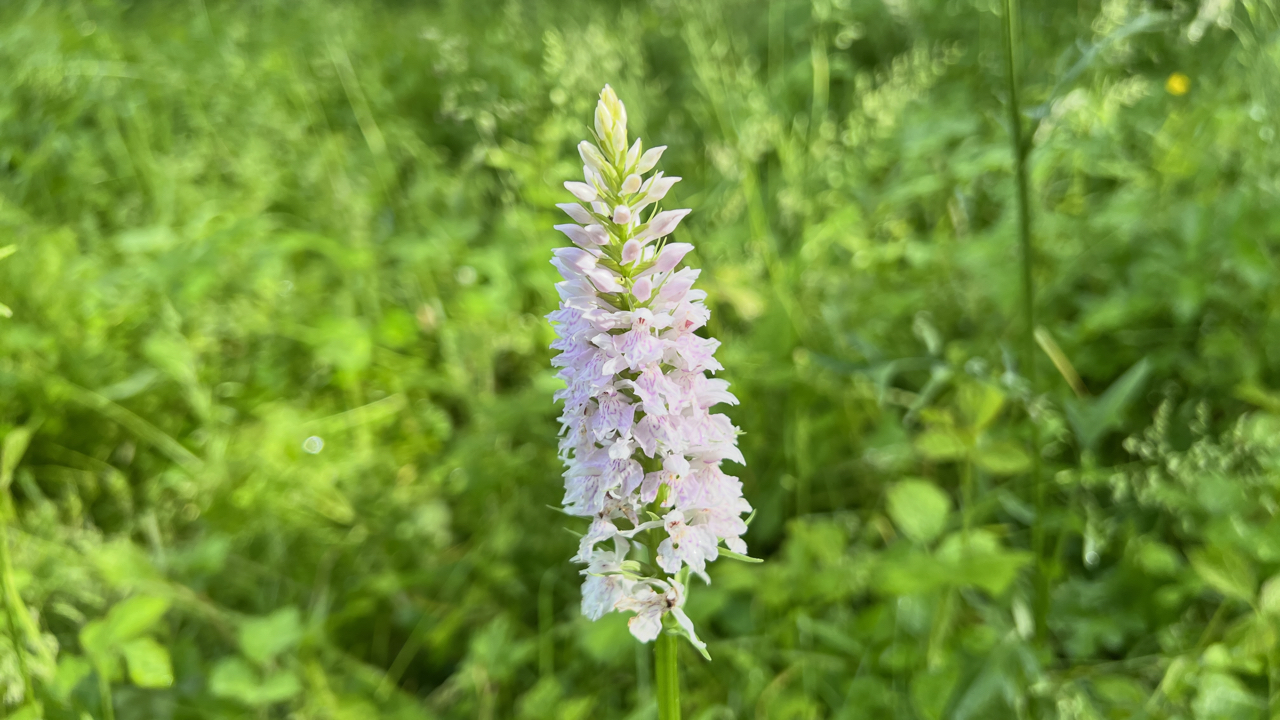 Bosorchis - Dactylorhiza fuchsii