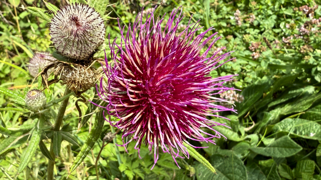 Wollige distel - Cirsium eriophorum