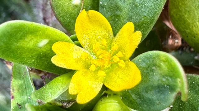 Postelein - Portulaca oleracea