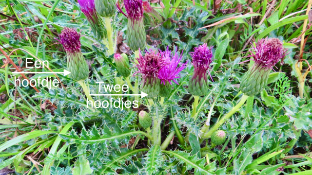 Aarddistel - Cirsium acaule