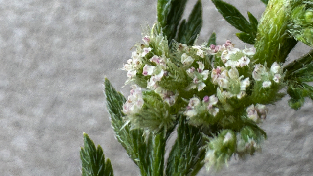 Knopig doornzaad - Torilis nodosa