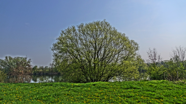 Turkse kraakwilg - Salix euxina