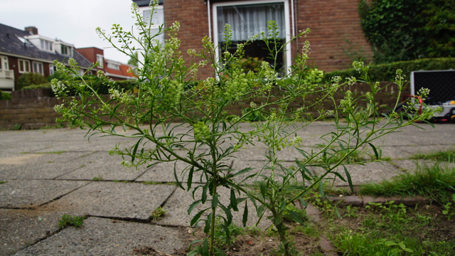 Amerikaanse kruidkers - Lepidium virginicum