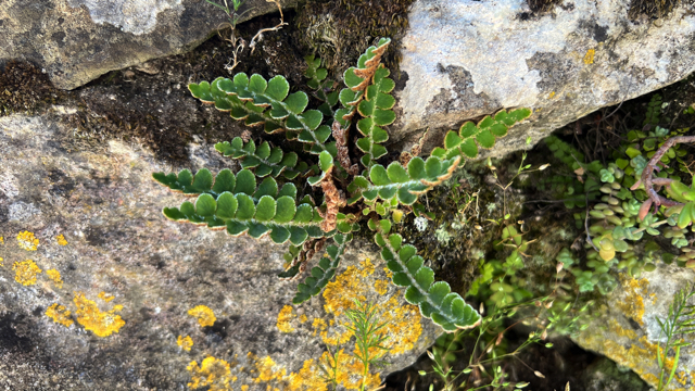 Schubvaren - Asplenium ceterach