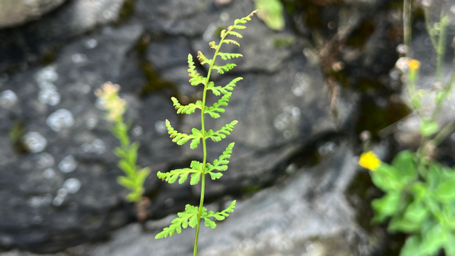 Blaasvaren - Cystopteris fragilis