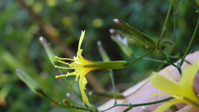 Muursla - Mycelis muralis